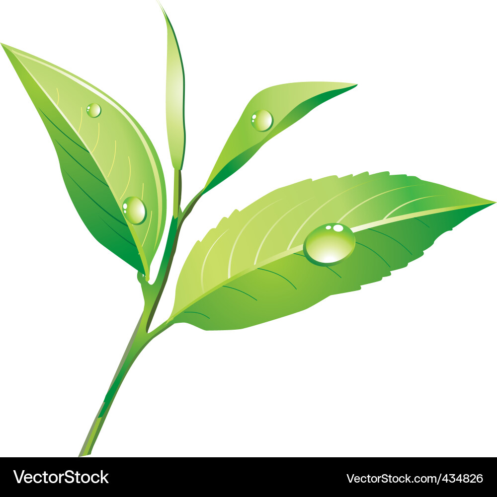 Green tea Royalty Free Vector Image - VectorStock