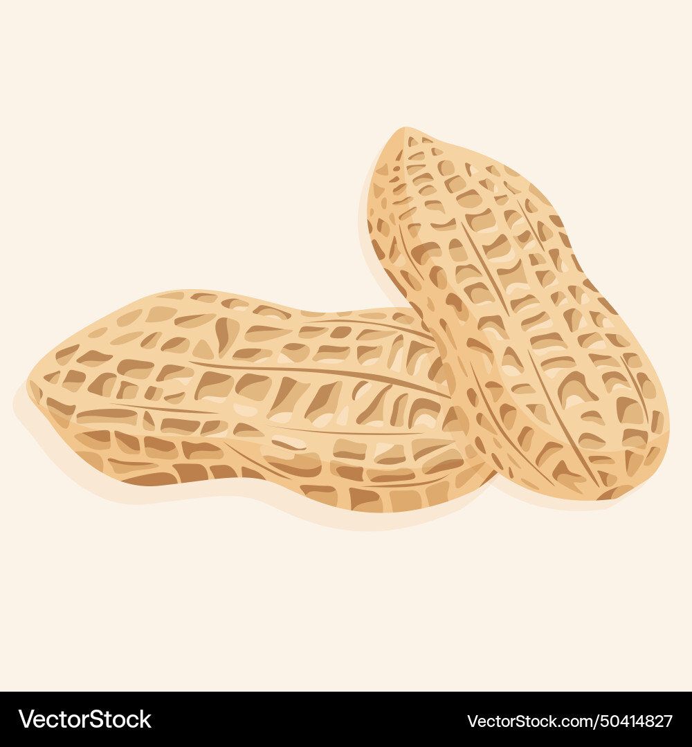Peanuts in shells of various shapes vector image