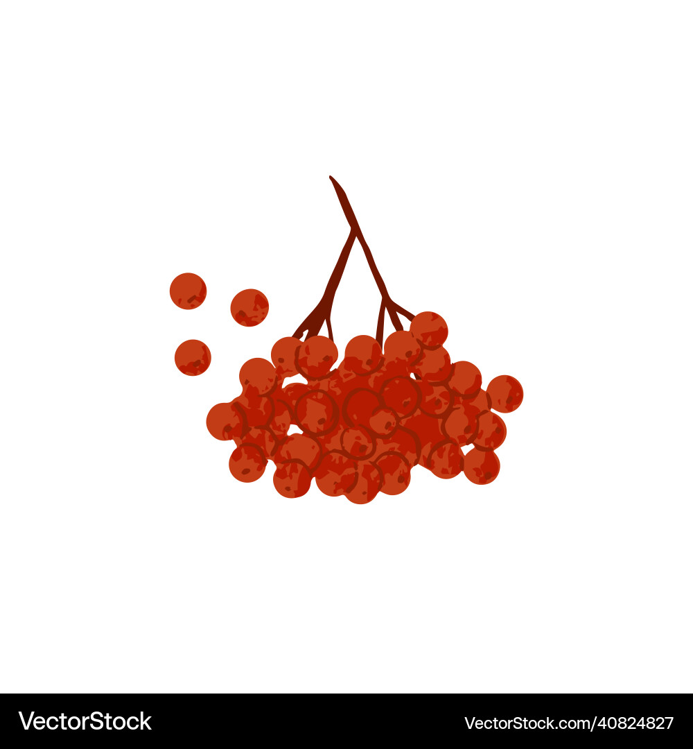 Red berry branch rowan cluster on tree twig wild vector image