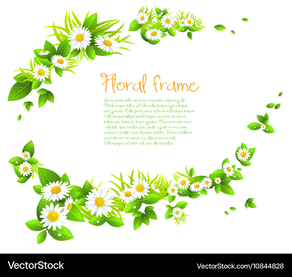Chamomile Floral Frame Vector Image