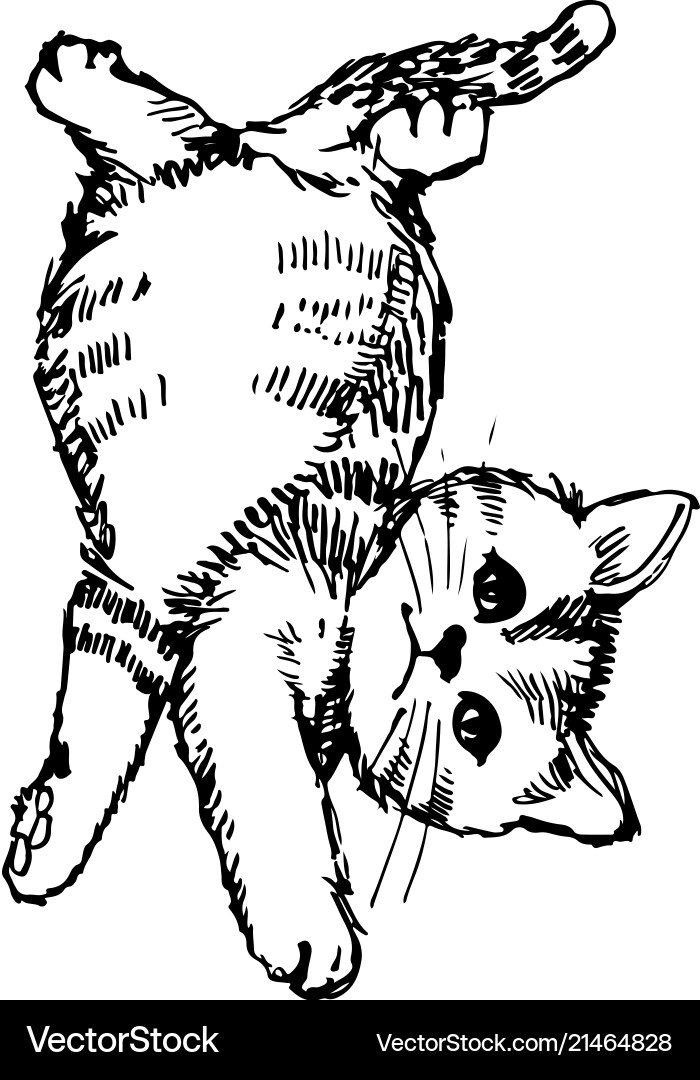 Cute Hand-Drawn Kitten Vector Image