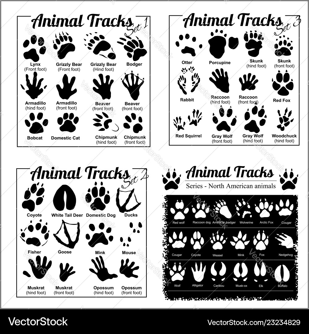 North American Animal Tracks Vector Image