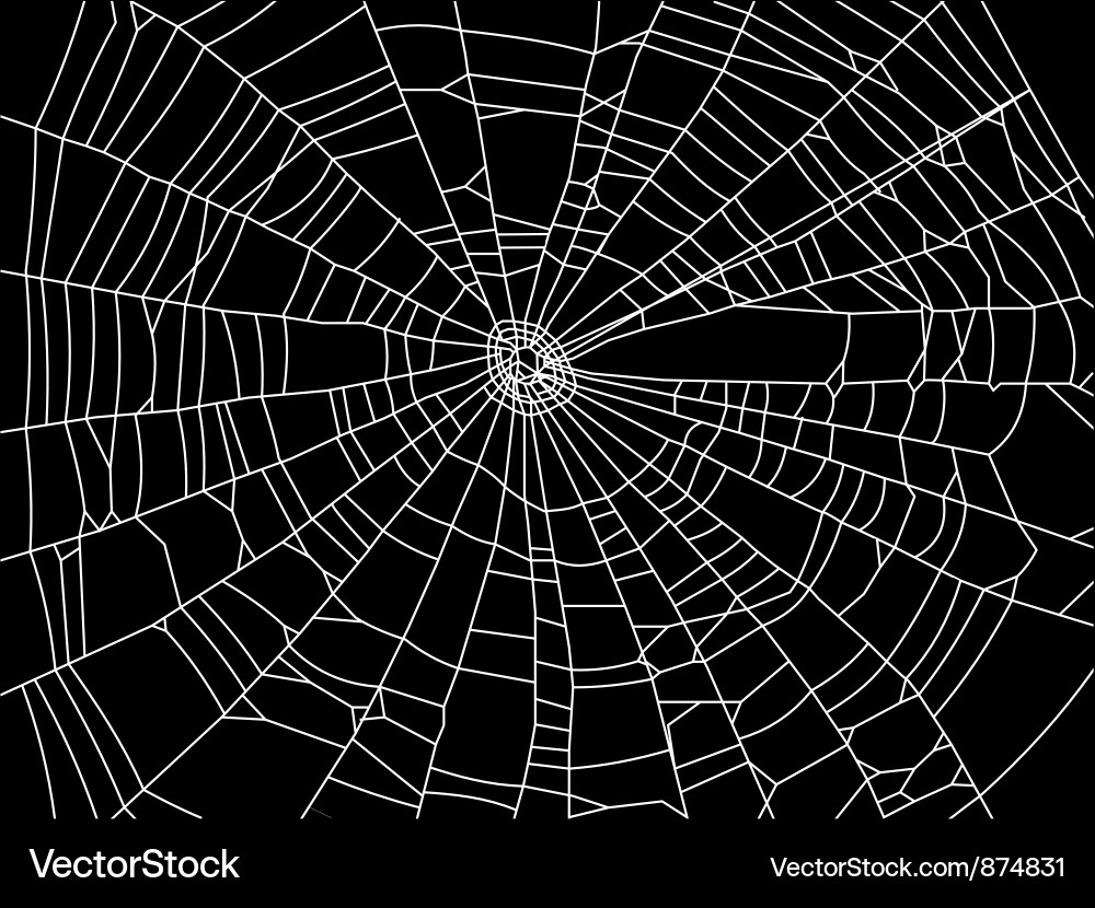 Detailed Spider Web vector image