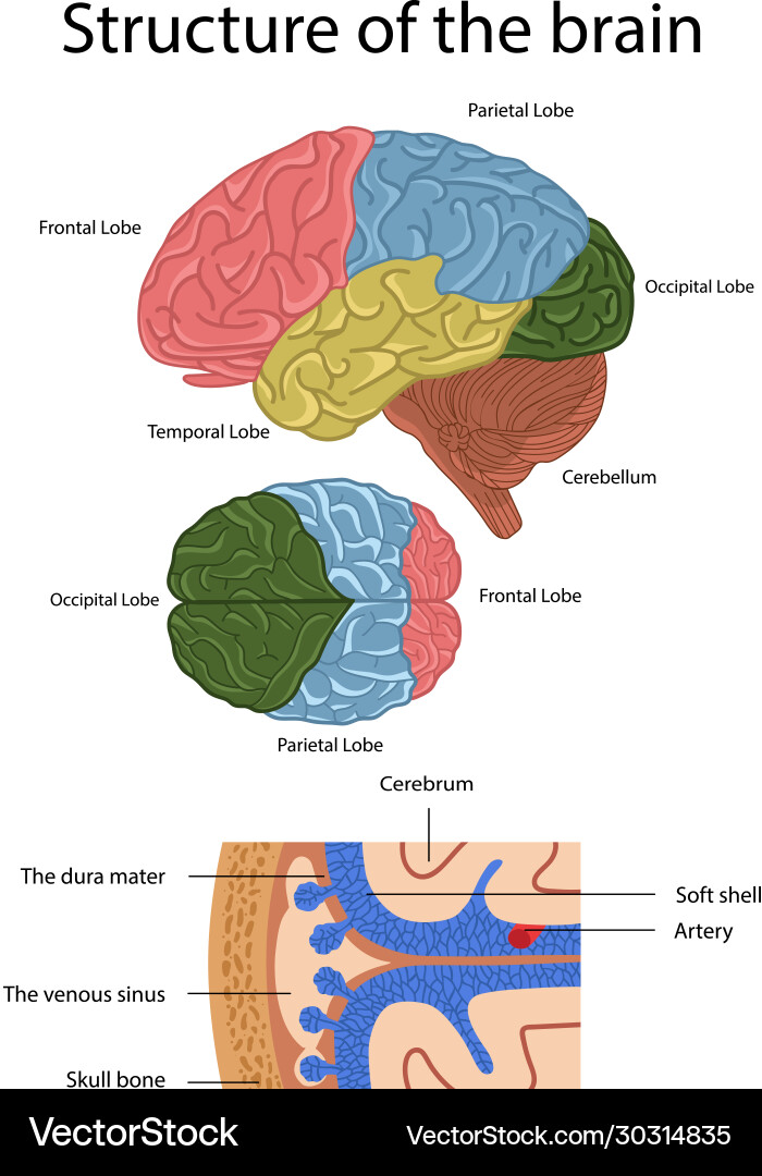 Human Brain Anatomy Diagram – Royalty-Free Vector | VectorStock