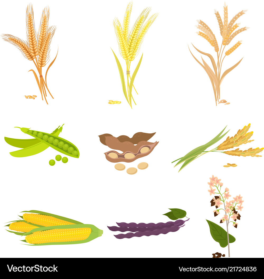 Landwirtschaft Bauernhof mit gesunden leckeren Bio-Lebensmittel Landwirtschaft Bauernhof mit gesunden leckeren Bio-Lebensmittel vektorbild