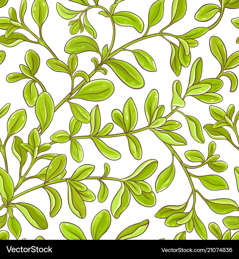 Marjoram Herb Branch Pattern – Royalty-Free Vector | VectorStock