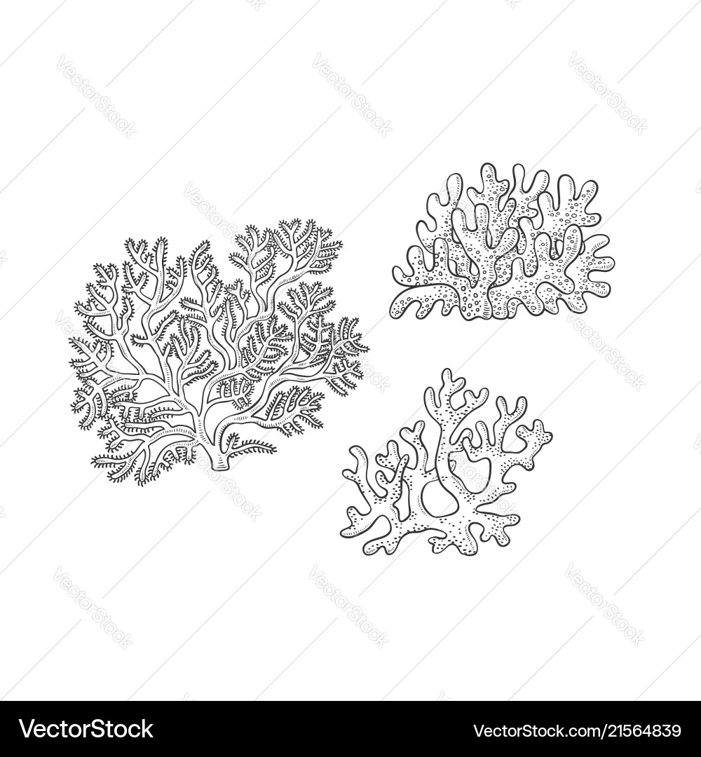 Coral Polyps Sketch Set vector image