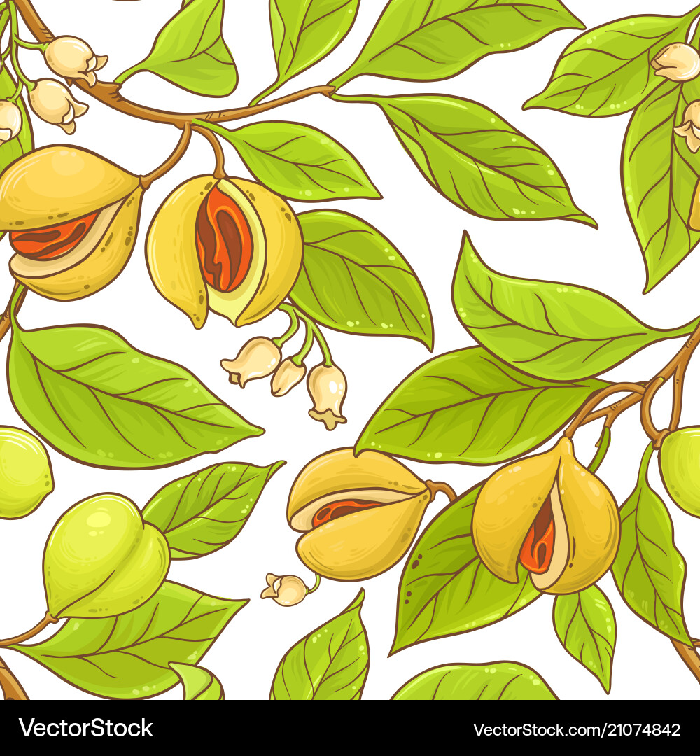 Nutmeg Branch Pattern - Spice Design Vector Image