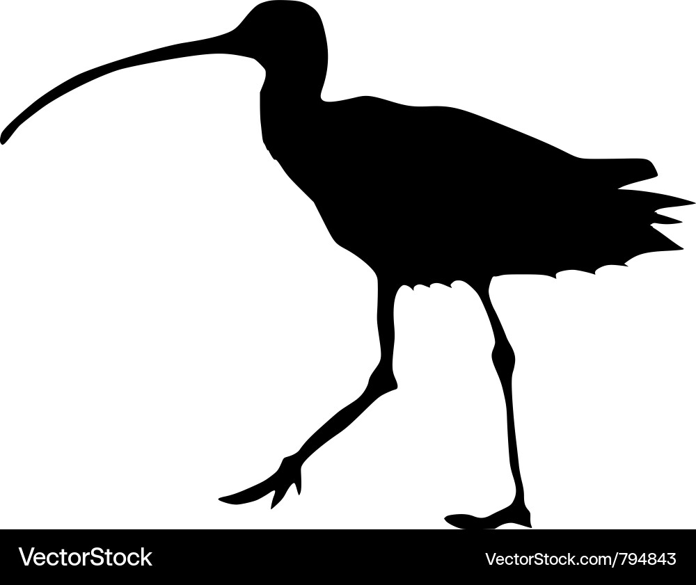 Curlew Silhouette vector image
