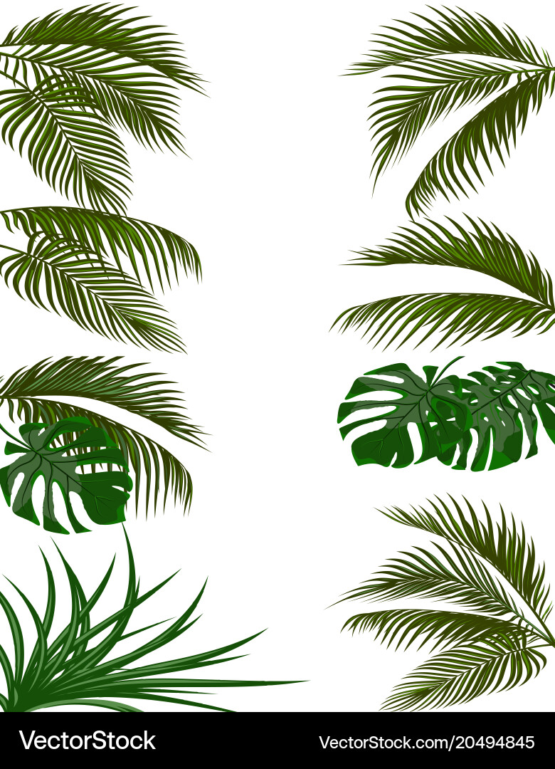 Set green leaves of tropical palm trees monstera vector image
