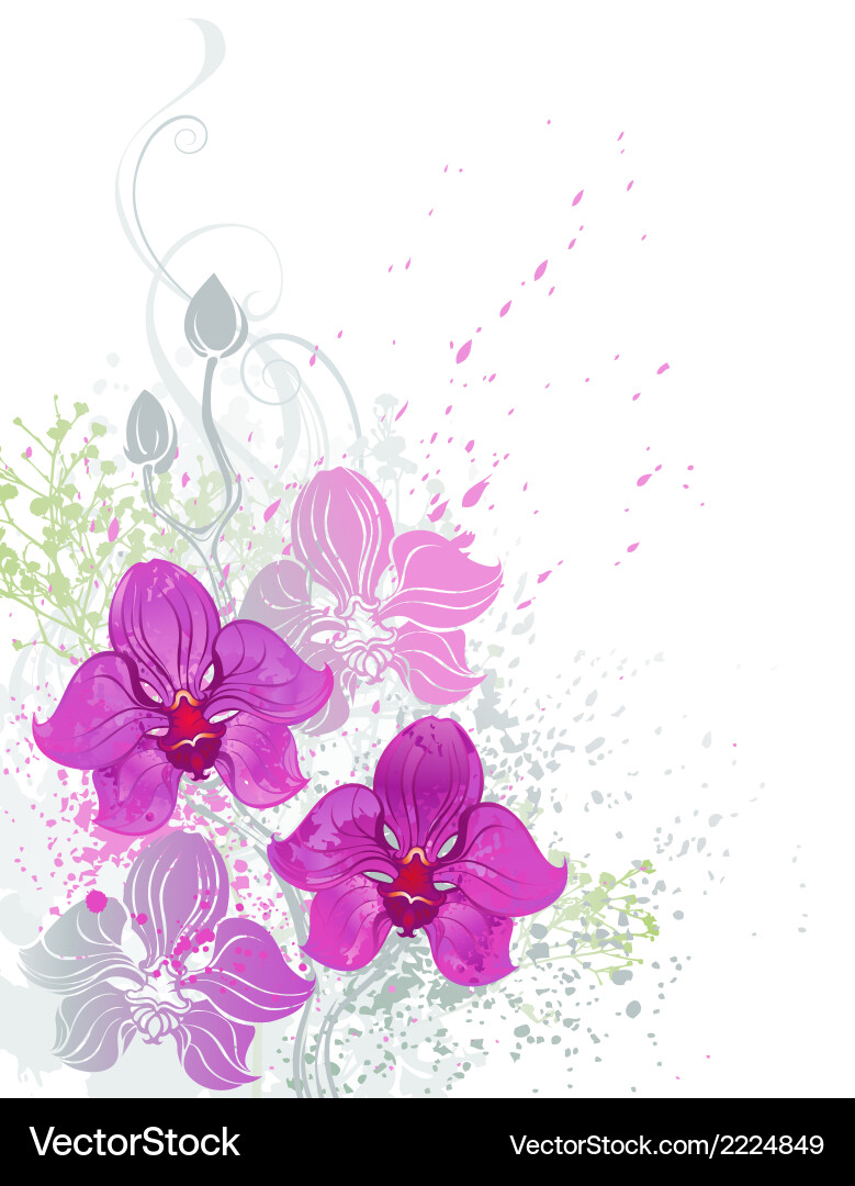 Pink orchid Royalty Free Vector Image - VectorStock