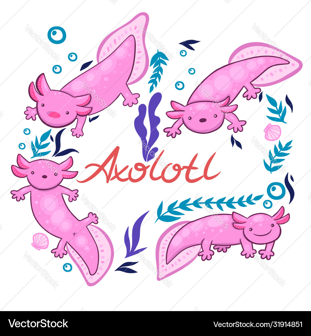 Set axolotl isolate on a white background Set axolotl isolate on a white background vector image