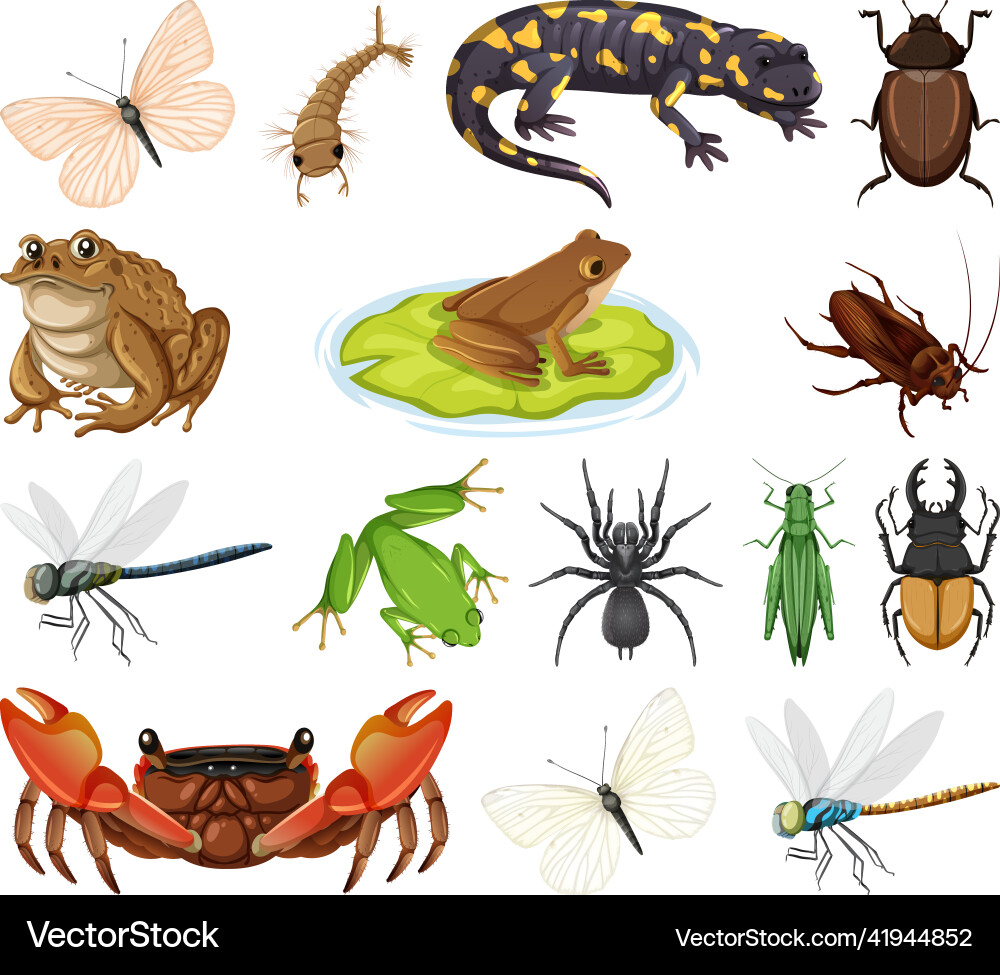 Different types of bugs and animals Different types of bugs and animals Vector Image
