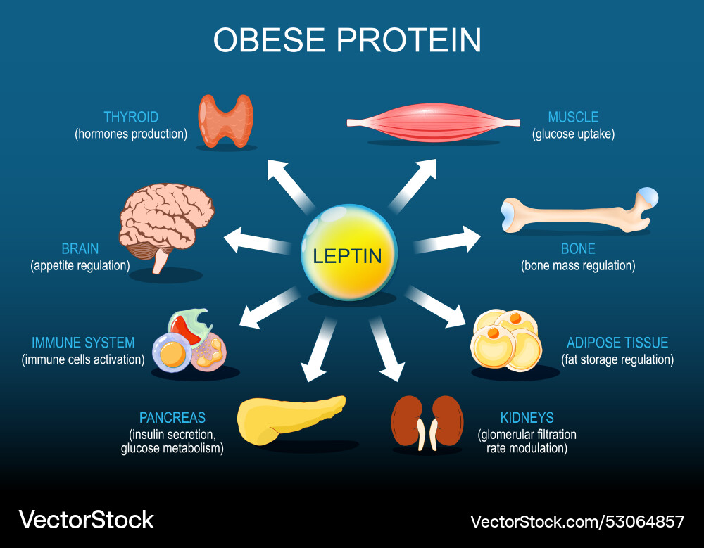 Leptin is a hormone of adipose tissue obese Leptin is a hormone of adipose tissue obese vector image