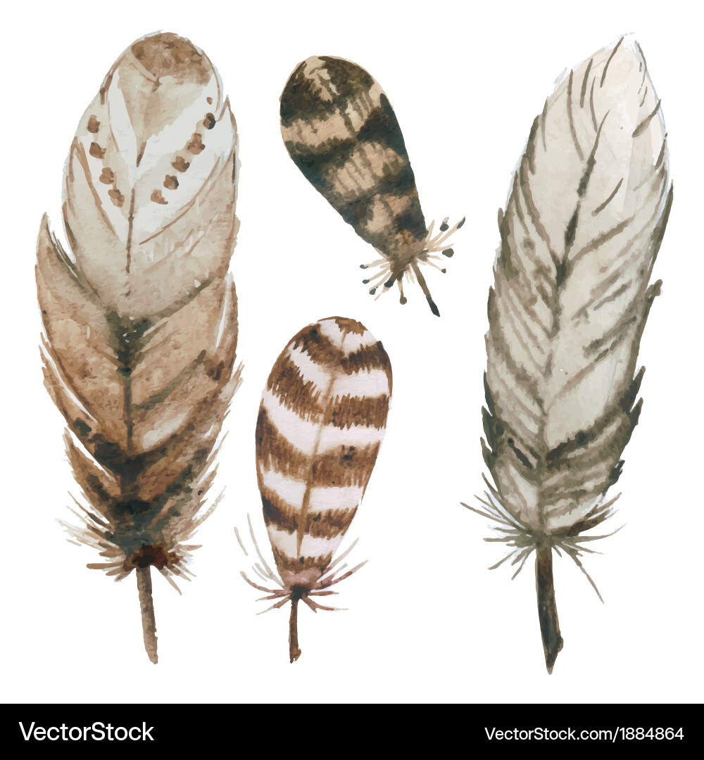 Watercolor Feather Collection Vector Image