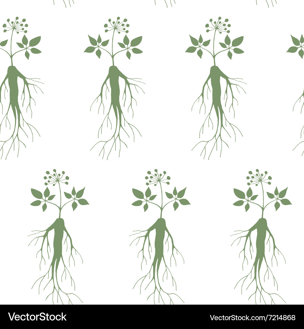 Ginseng Root Pattern Vector Image