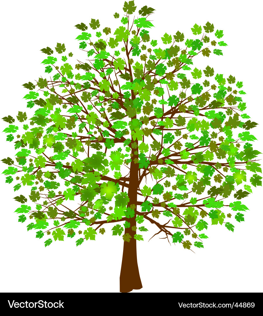Spring tree vector image