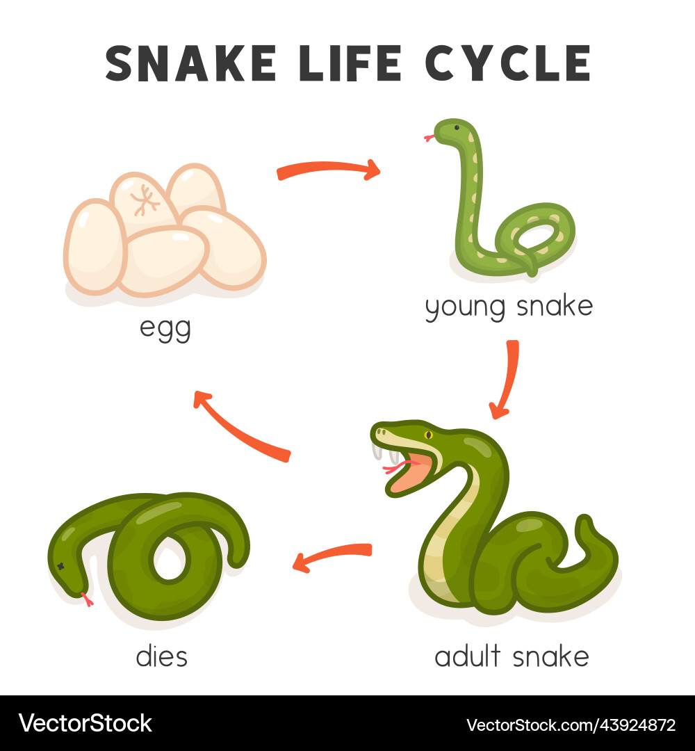 How To Draw A Life Cycle Of A Snake