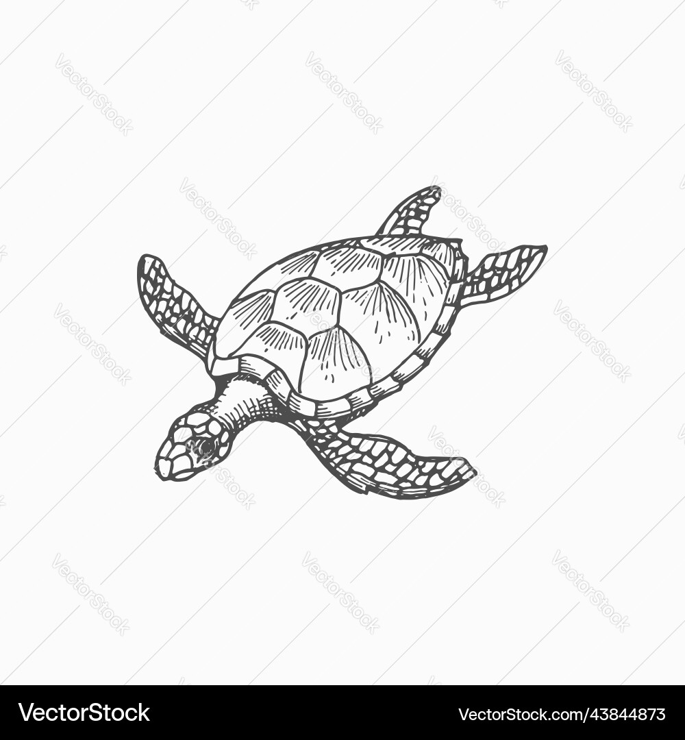 Sea tortoise loggerhead turtle isolate sketch icon Vector Image