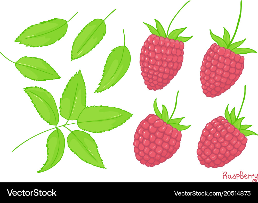 Solated elements of a forest raspberry set Vector Image