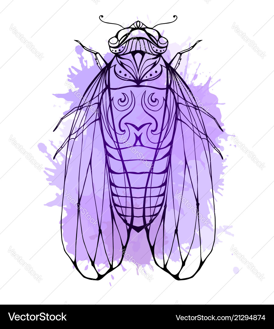 Cicada with boho pattern and watercolor splashes Cicada with boho pattern and watercolor splashes vector image