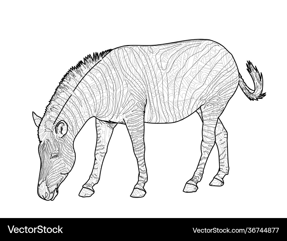 Zebra with graphic pattern for coloring Vector Image
