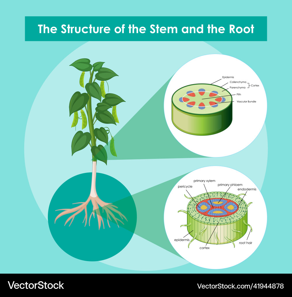 Diagram showing the structure of stem Diagram showing the structure of stem vector image
