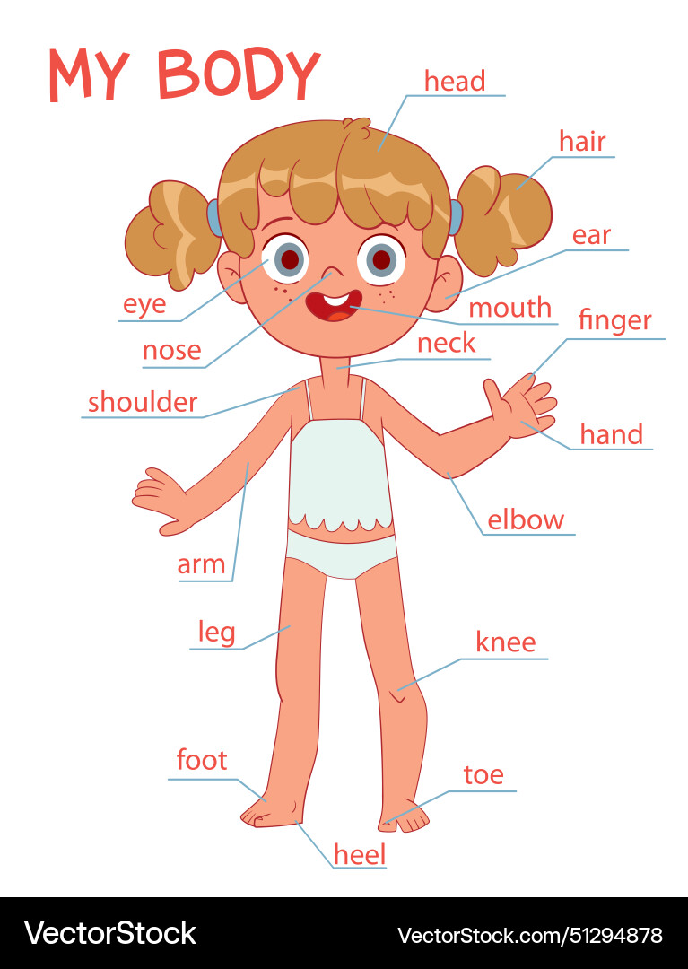 My body parts girl cartoon style My body parts girl cartoon style vector image