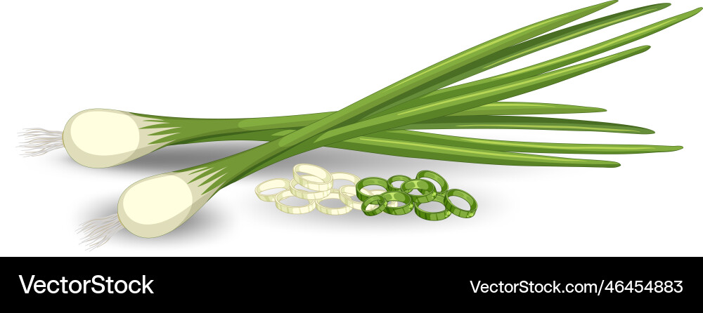 Spring onion in different forms Spring onion in different forms Vector Image