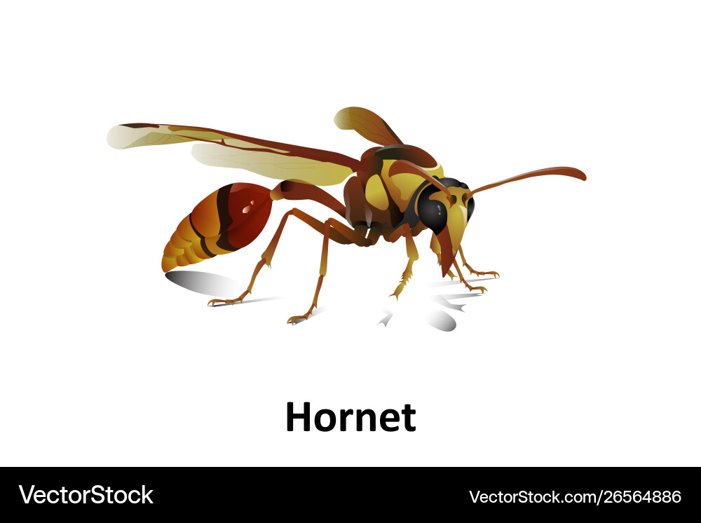 Hornet is an insect live in as hexagonal Hornet is an insect live in as hexagonal Vector Image
