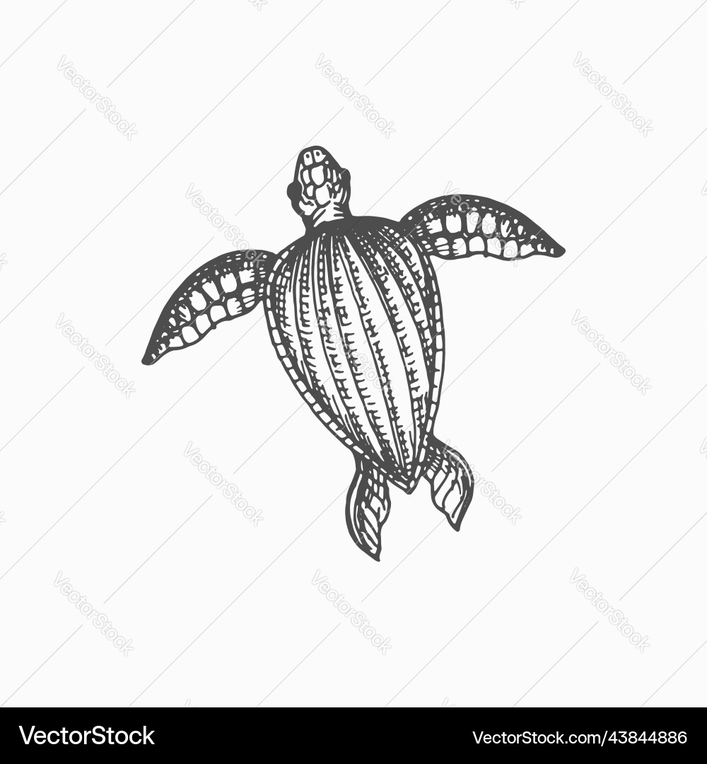 Nautical tortoise loggerhead isolated sea turtle