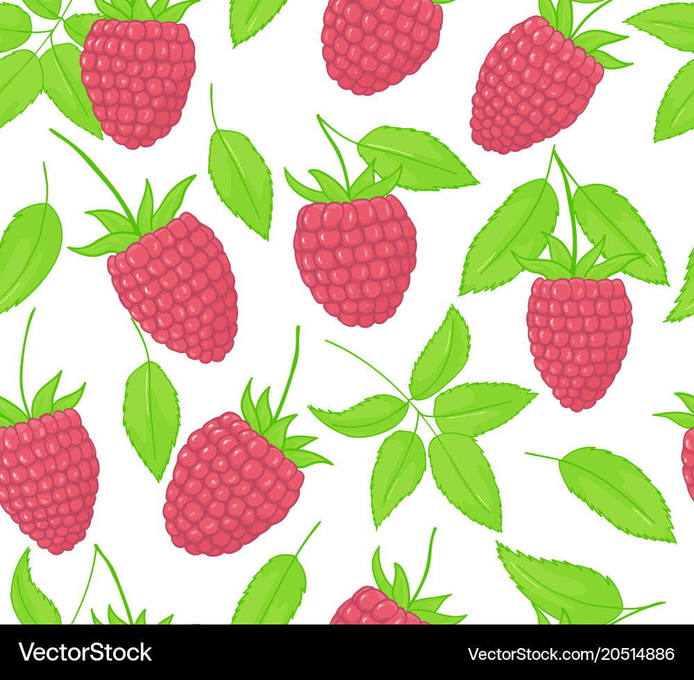 Raspberry seamless patterns endless ornament Vector Image