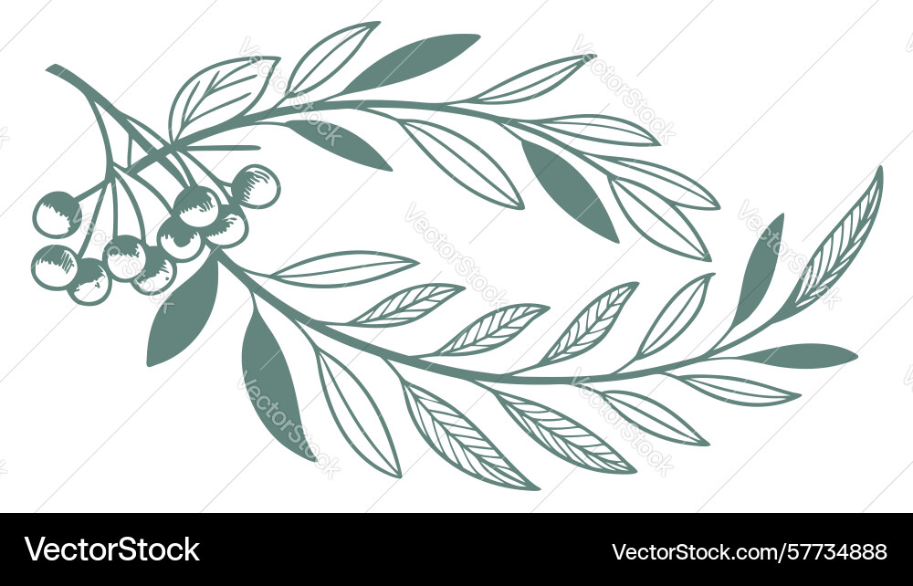 Classic olive branch icon peace nature symbol Vector Image