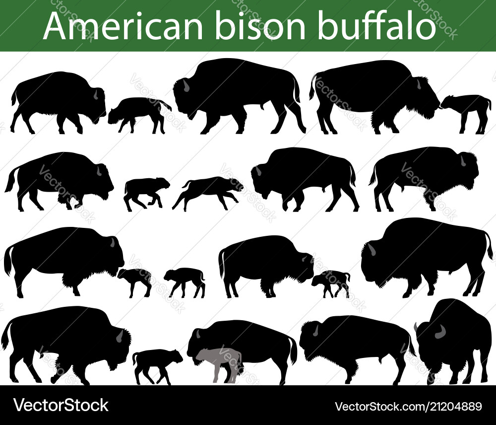 American Bison Silhouettes Vector Image
