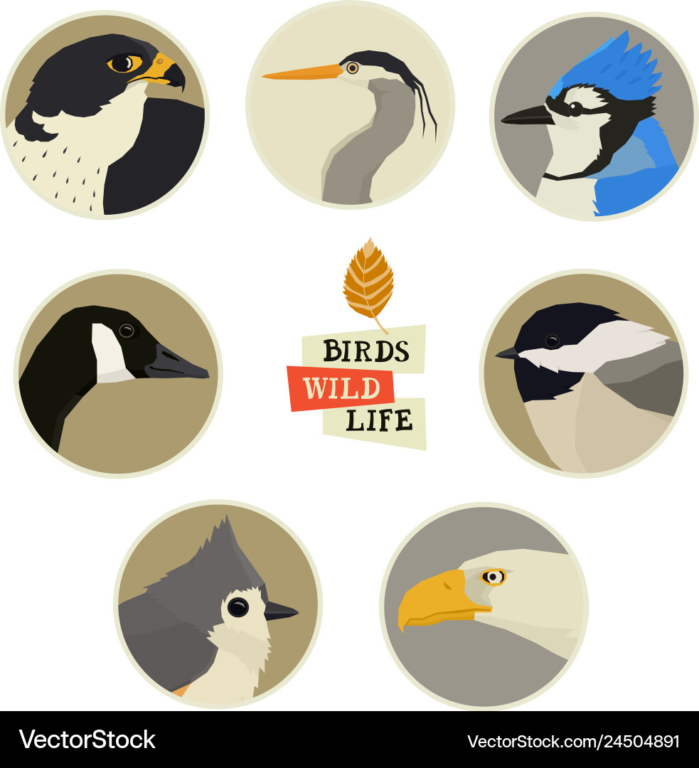 Birds in round frames vector image