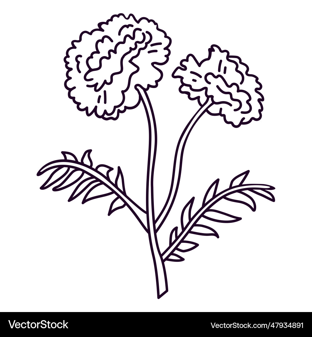 Carnation flowers stroke – Royalty-Free Vector | VectorStock, image size:1000x1080