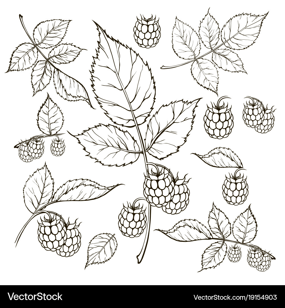 Raspberry Sketch Vector Image