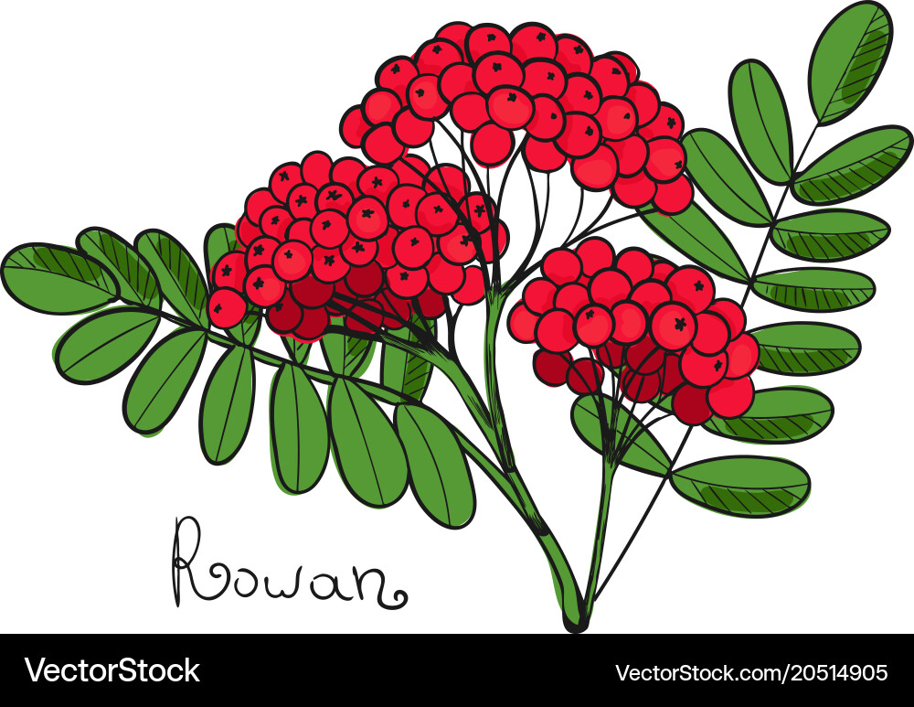 Red rowan tree isolated twig of rowanberry vector image