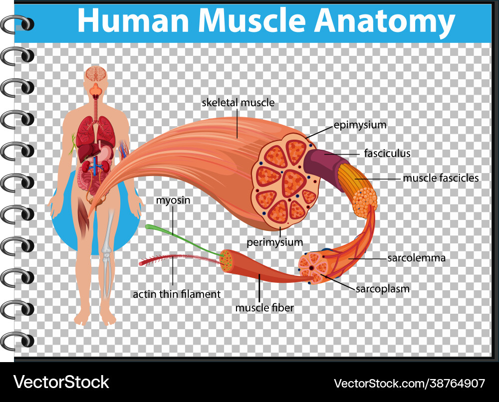 Menschliche Muskelanatomie mit Körper Menschliche Muskelanatomie mit Körper vektorbild