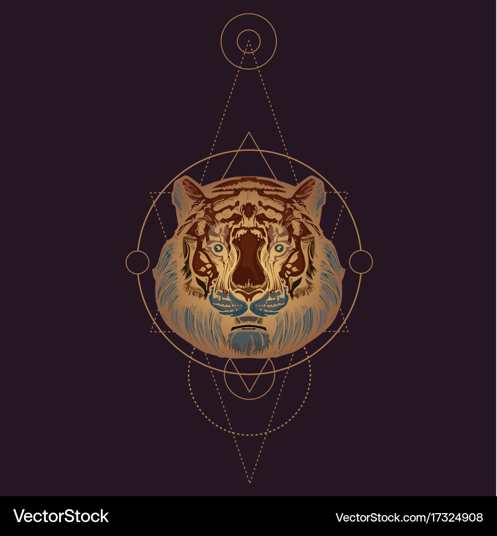 Muzzle of a tiger for creating sketches vector image