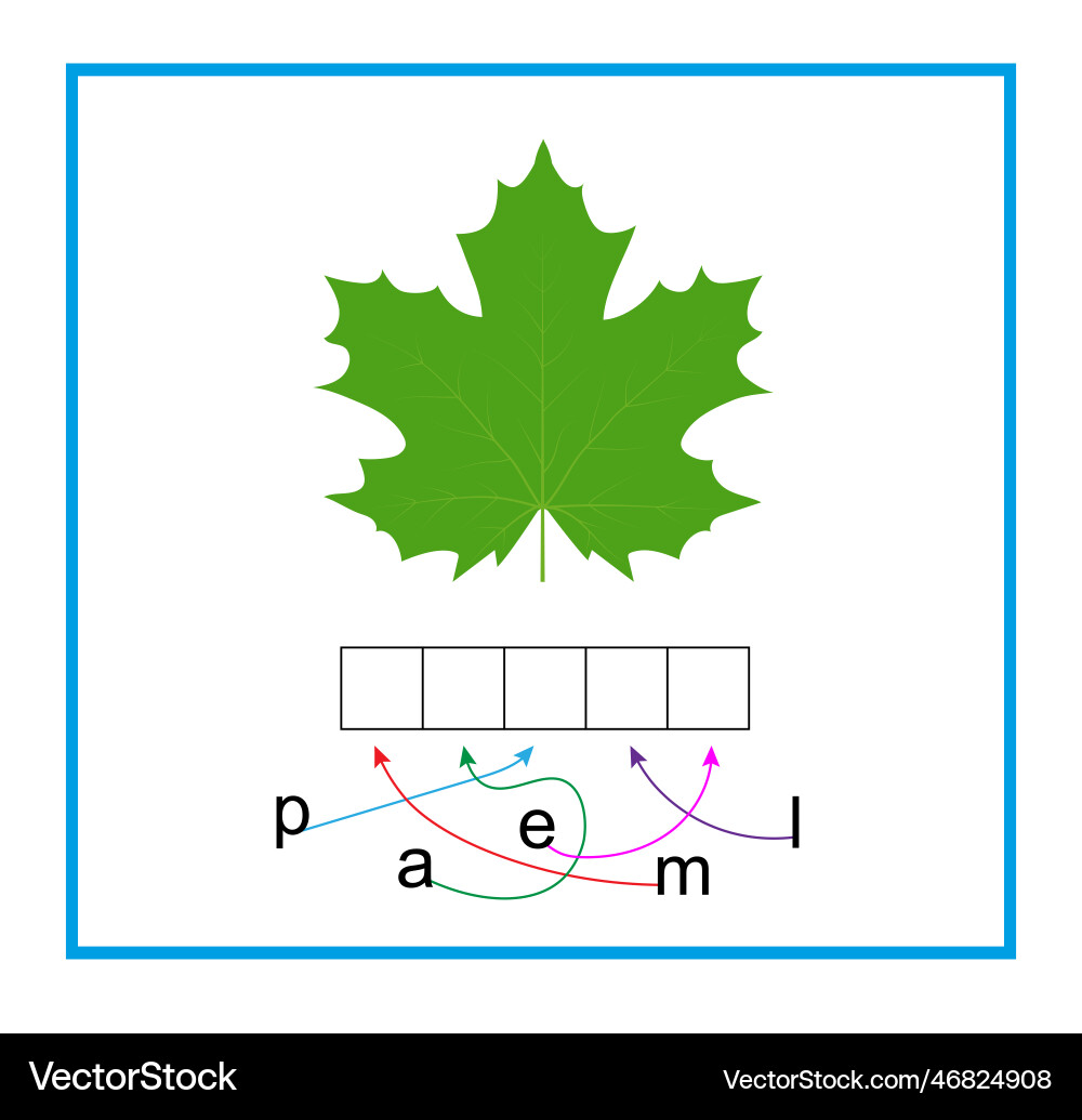Puzzle game for children read the word maple Puzzle game for children read the word maple Vector Image