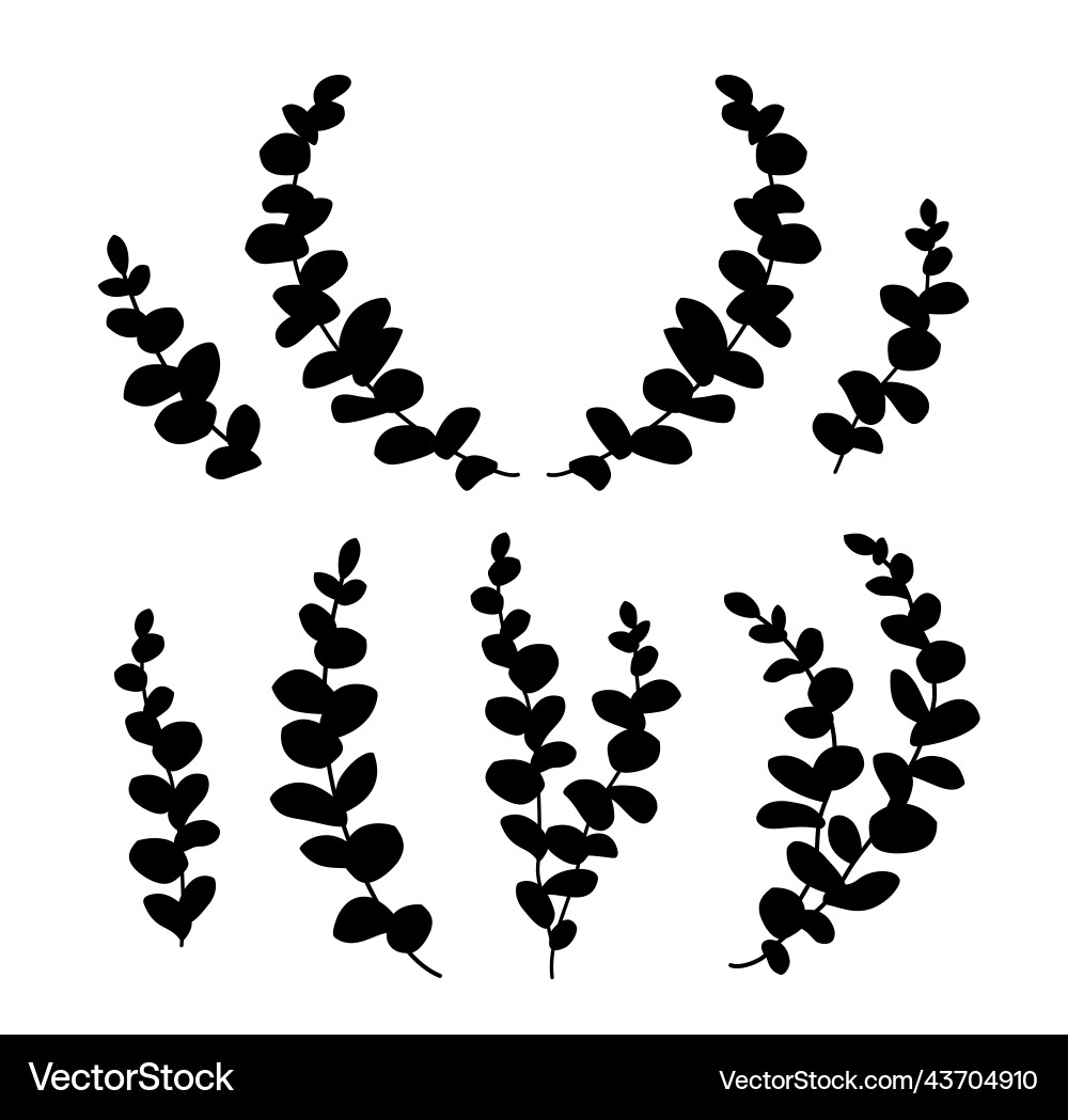 Eucalyptus branches with leaves design elements Eucalyptus branches with leaves design elements vector image