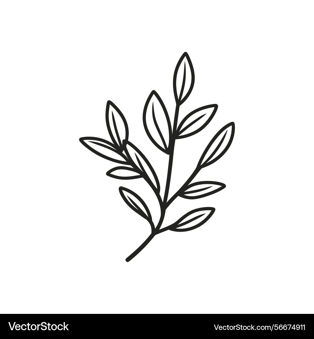 Simple branch with leaves outline on transparent Vector Image