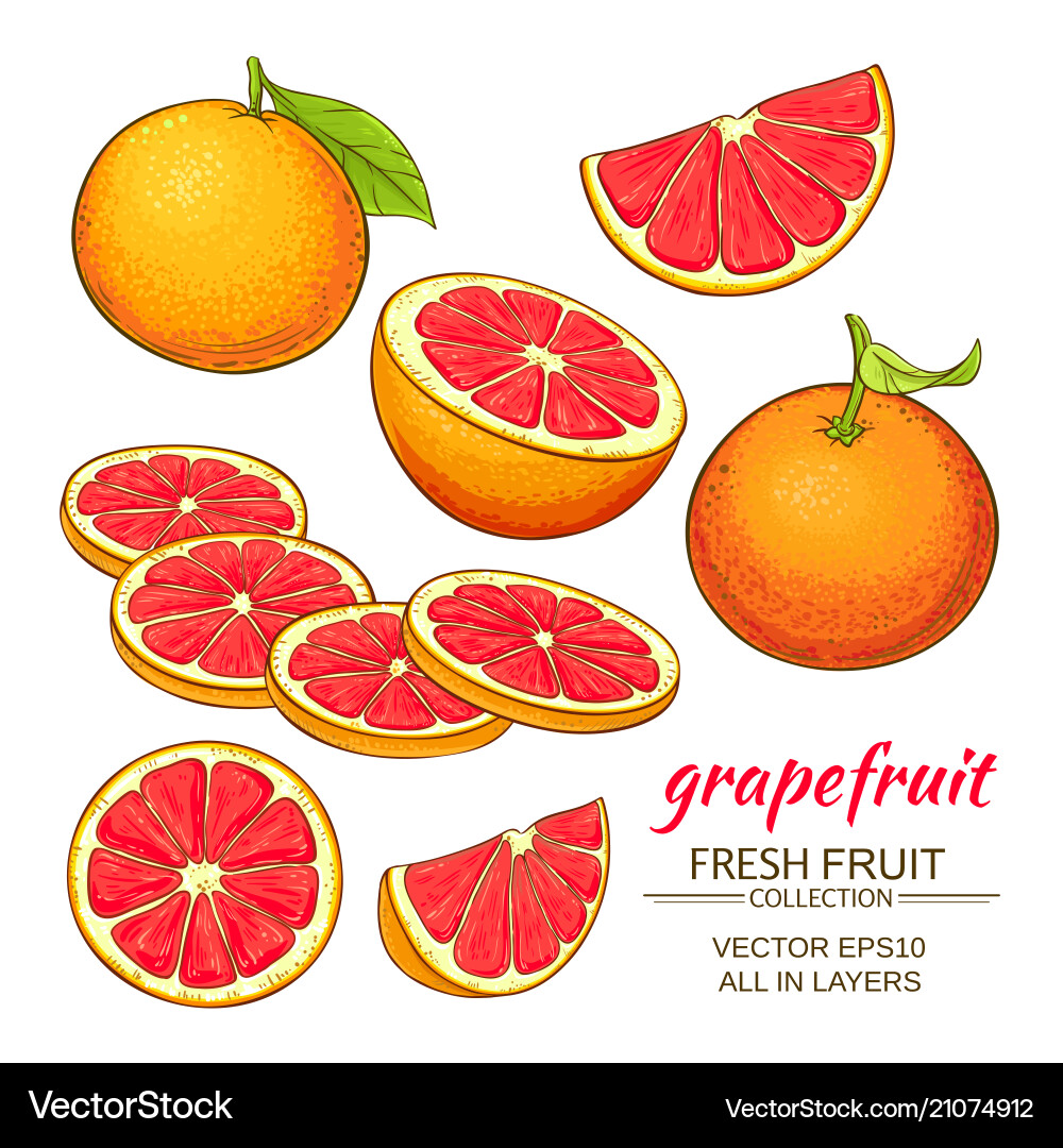 Grapefruit Fruit Collection Royalty Free Vector Image