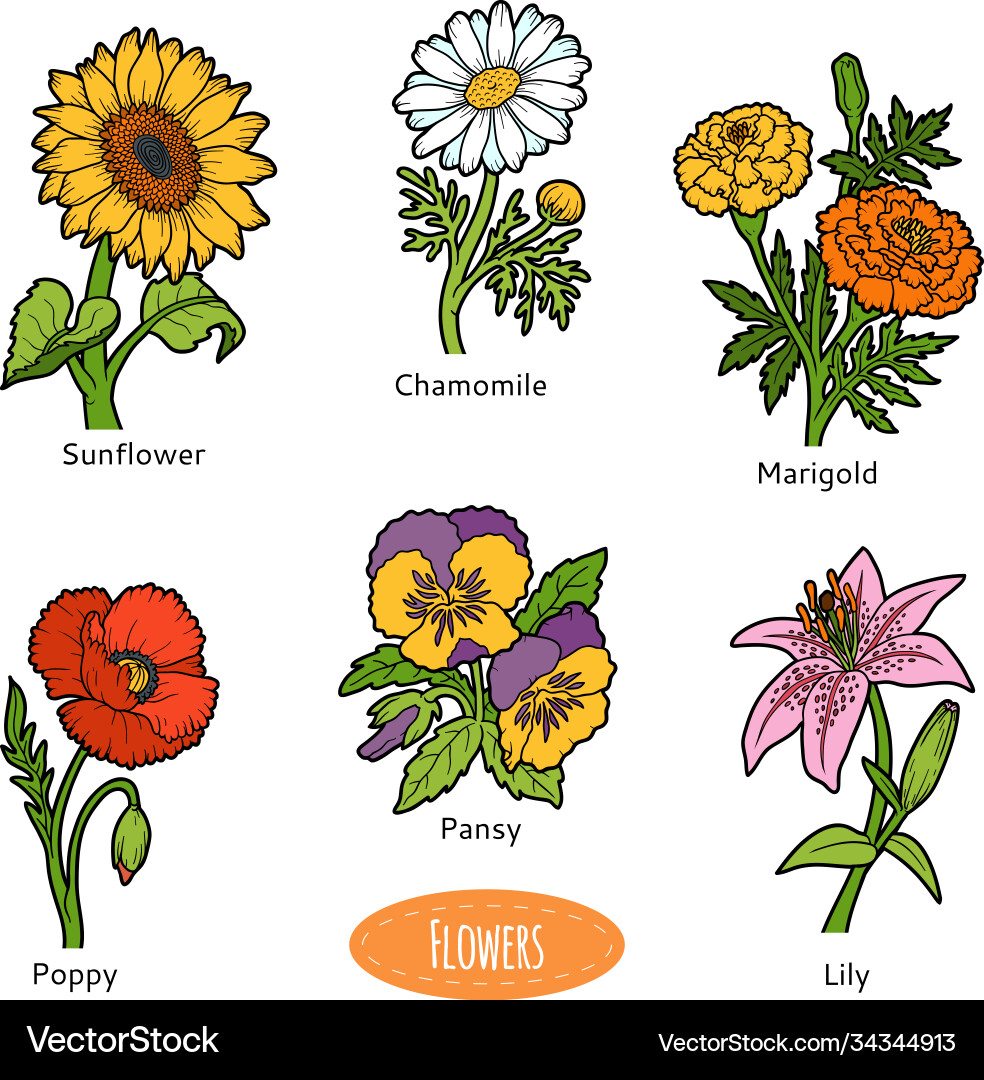 Set flowers color collection Set flowers color collection vector image
