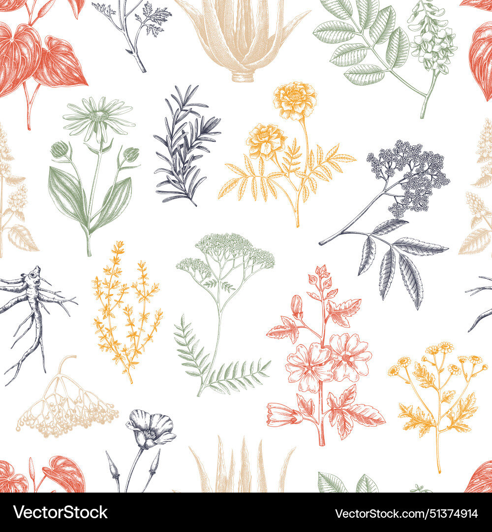 Apothecary plant background medicinal herbs Apothecary plant background medicinal herbs vector image