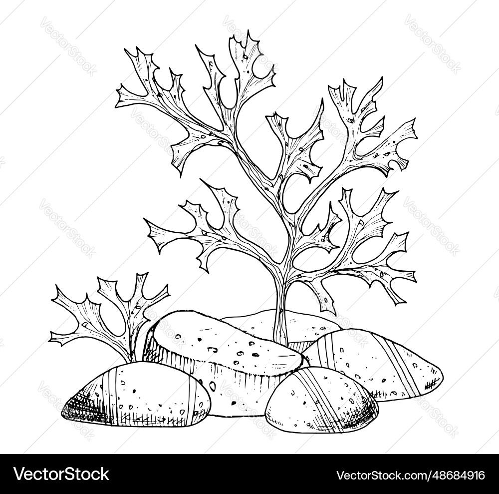 Seabed with coral reefs seaweeds and stones hand Seabed with coral reefs seaweeds and stones hand vector image