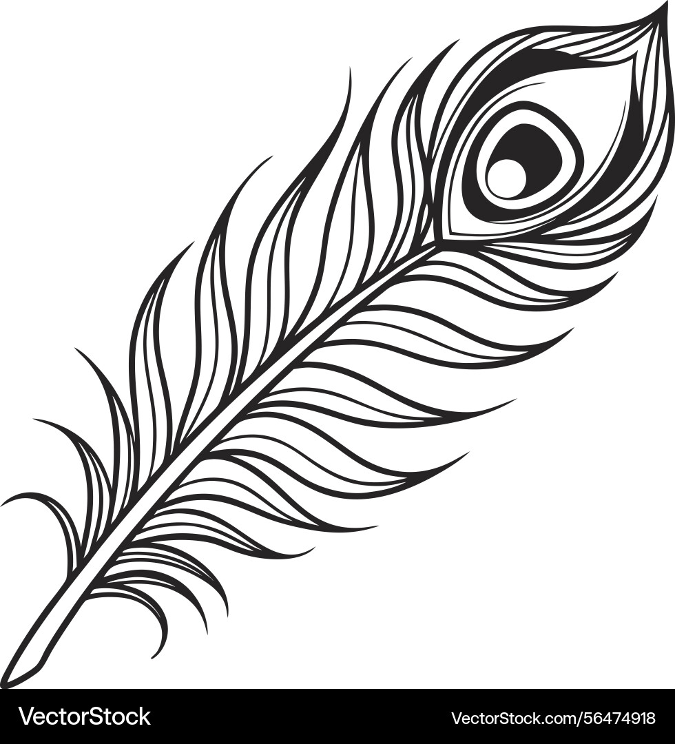 Elegant peacock feather in minimalist black – Royalty-Free Vector |  VectorStock, image size:980x1080