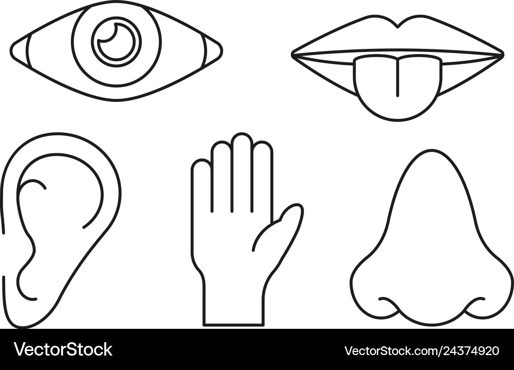 Sense organs in lines style on white background