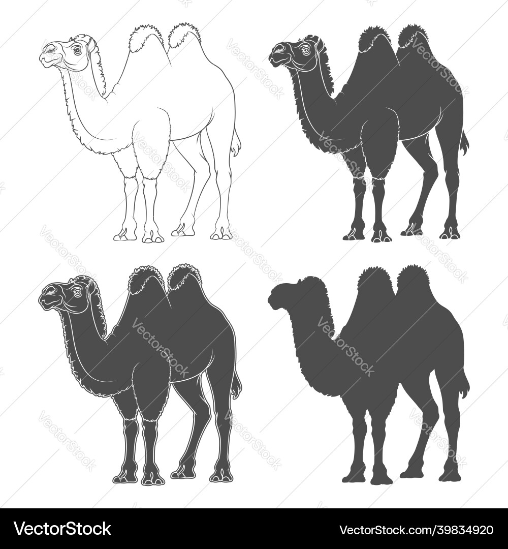 Set of with a bactrian camel Set of with a bactrian camel vector image
